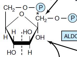Fructosa 1, 6-bisfosfato 4 Aldolasa + Dihidroxiacetona
