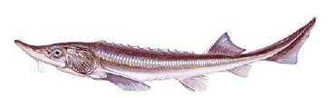 Slatkovodna riba iz otvorenih voda: pastrmke-salmonide, moruna, jesetra, kečiga, jegulja, smuđ, som, šaran, štuka,