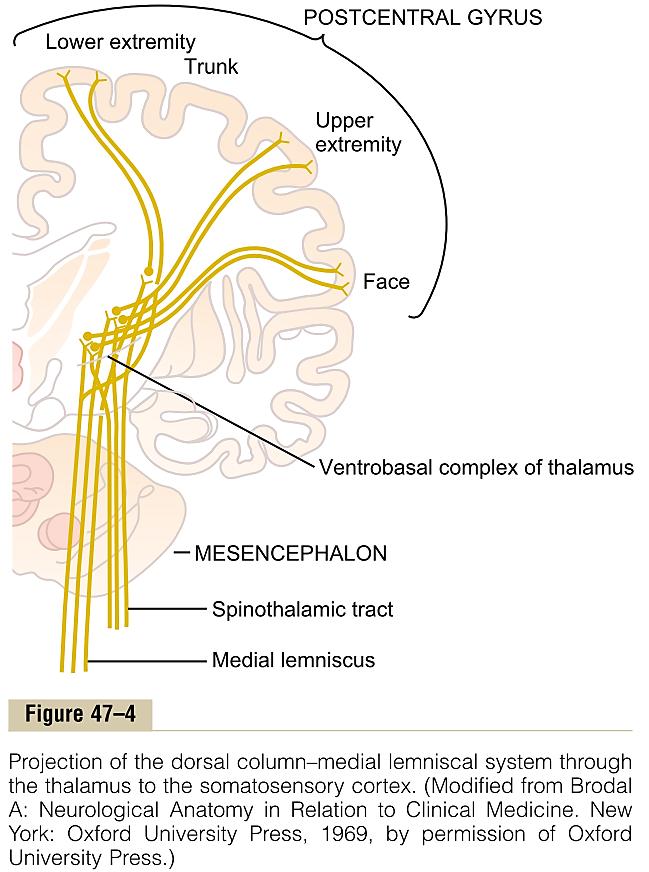 Соматосензорна кора Бродманови подрачја функционални области; хистолошки разлики Централeн