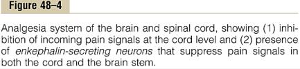 Мозочен систем за супресија на болката (аналгезија) Периаквадуктна сива маса (среден мозок и понс) Неврони од мозочното стебло Инхибиторен комплекс за болка во дорзалните