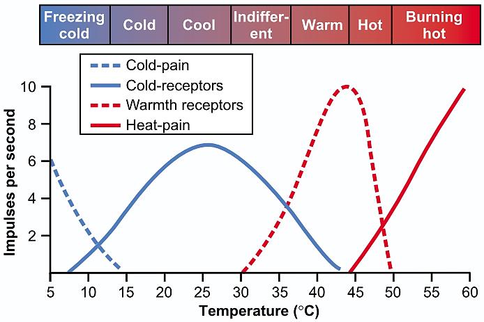 Стимулација на термичките рецептори Зошто екстремно студеното се чувствува како да ве гори?