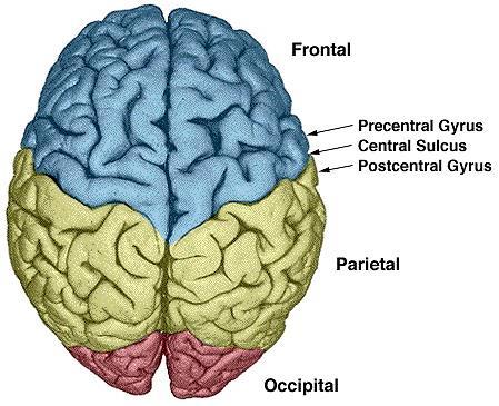 Central sulcus The human cerebral cortex is a highly folded