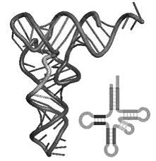 polypeptidu. Poradie trojíc nukleotidov (kodónov) v mrna teda určuje poradie aminokyselín v polypeptide, tzv. primárnu štruktúru vznikajúcej bielkoviny.