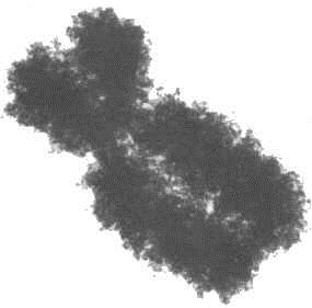 zóm). Nukleozómy sú následne spakované (hyperšpiralizované) do 30 nm hrubého chromatínového vlákna. Chromatínové vlákno vytvára slučky s dĺžkou cca 300 nm, v jednej slučke je cca 1000 nukleozómov.