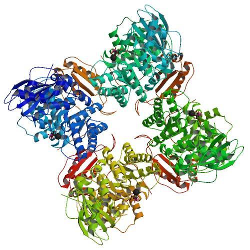 aminokyselín v rôznych častiach reťazca. Niektoré proteíny sú schopné zaujímať viac stabilných priestorových konformácií (alosterické proteíny) a v rôznych konformáciách vykonávať rozdielne funkcie.