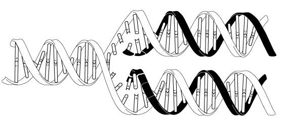 v DNA-RNA komplexoch) a ďalších. Niektoré molekuly RNA sú schopné tiež vykonávať katalytické funkcie (ribozýmy).