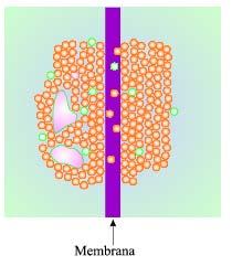 Новембар 2008 Физика 2008 37 D зависи од масе молекула опада са повећањем масе јер је брзина хаотичног кретања обрнуто пропорционана маси молекула масивнији молекули спорије дифундују зависи од