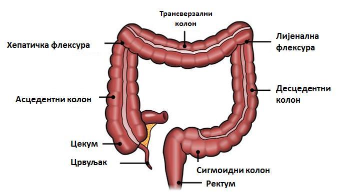 1. УВОД 1.1.Анатомија и хистологија дебелог црева Дебело црево је завршни део гастроинтестиналног тракта, дужине око 150 цм, којe има јасно издвојене делове: црвуљак (апендикс, appendix vermiformis),