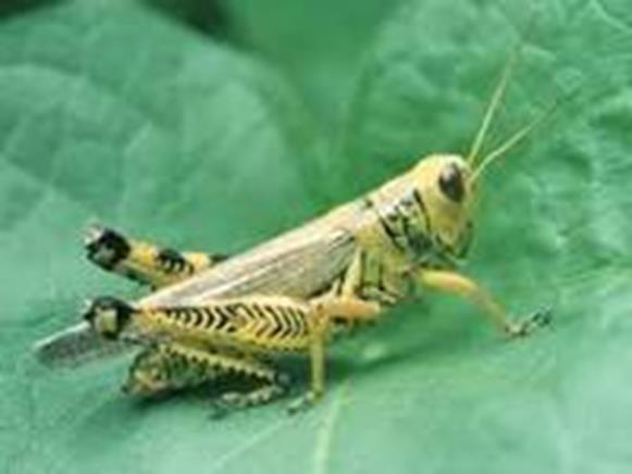 muha Orthoptera skupina Oxya