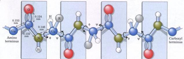 ograničena rotacija Pet je faktora koji utječu na konformacijsku ravnotežu peptidnih lanaca: (i) diedarski kutevi (opisuje rotaciju oko C veze) i (opisuje