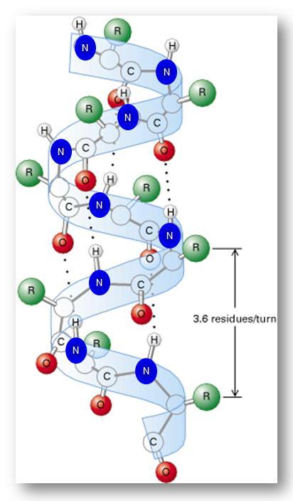 Uzvojnica je stabilizirana intramolekulskim vodikovim vezama između - skupine ostatka i i