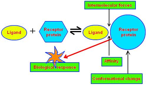 ligare, vezati) je molekula koja se intermolekulskim vezama (ionske, vodikove, Van der Waalsove) može povezivati s