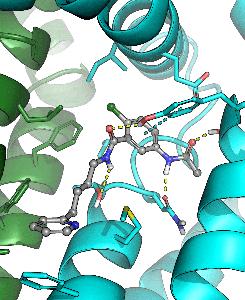 Simulacija interakcija s proteinskim veznim mjestom: vezno mjesto nalazi se između plave i zelene