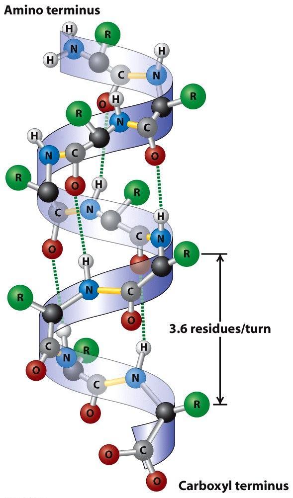 Mimetici -uzvojnice -Uzvojnica nastaje umatanjem jednog polipeptidnog lanca pri čemu nastaje čvrsti cilindar.