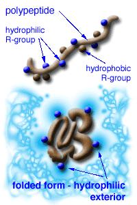 R peptoid eličnost je inducirana uvođenjem kiralnih hidrofobnih bočnih ogranaka.