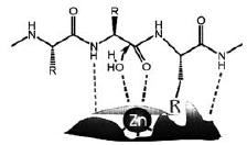 Izvode se iz -aminokiselina u kojima su - i C-terminus razdvojeni dvama C atomima.