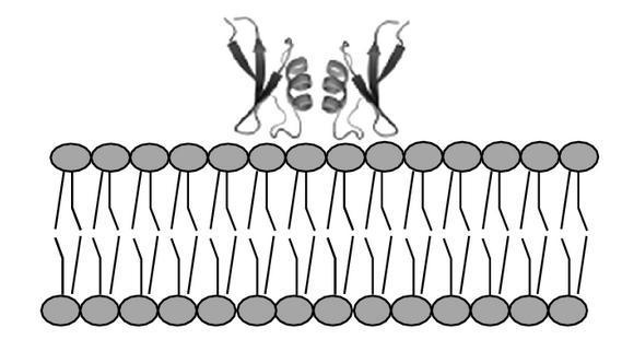 Biološka aktivnost antimikrobnih peptida uključuje formiranje