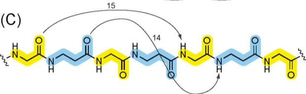 Kombiniranjem -i g-aminokiselina pripravljeni su oligomerni