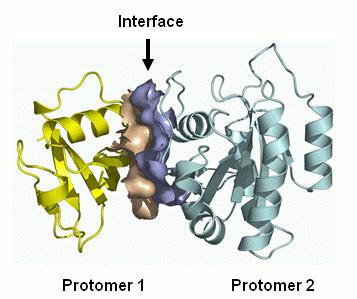 Male molekule i molekulski kalupi Protein-protein interakcije (PPI) imaju ključnu ulogu u različitim biološkim procesima (proliferacija, rast i diferencijacija, apoptoza).