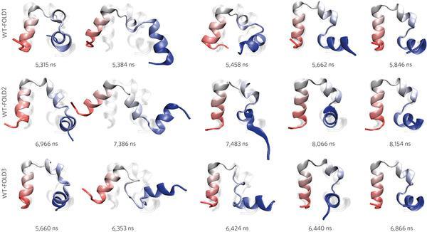 L-Aminokiseline međusobno se povezuju u polipeptidne lance koji se tijekom i poslije sinteze smataju (nabiru) u 3D-strukture pri čemu se ostvaruju brojne različite konformacije (prostorni rasporedi