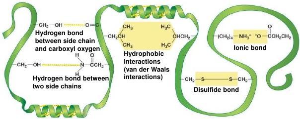 abiranje proteinskih lanaca ograničeno je slabim nekovalentnim vezama (vodikove veze, ionske veze i van der Waalsove interakcije) koje se uspostavljaju između različitih dijelova lanca.