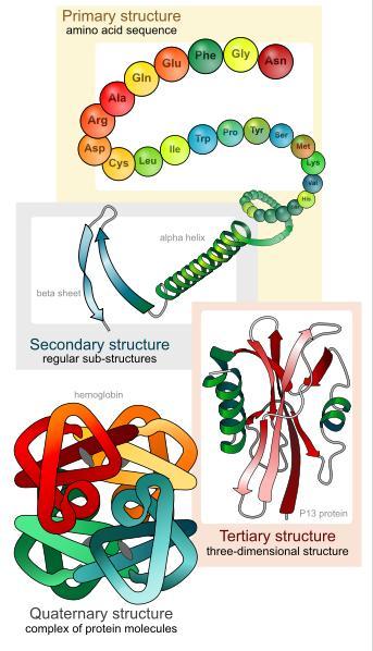 Biolozi i kemičari razlikuju četiri strukturne razine u arhitekturi proteina: i. Primarna struktura: slijed aminokiselina u lancu. ii.
