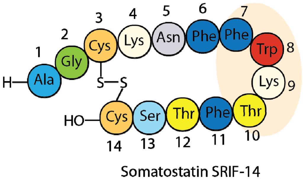 Aminokiselinska sekvencija FWKT (Phe-Trp-Lys-Thr) nalazi se u regiji - okreta stabiliziranoga disulfidnim mostom te je stoga esencijalna za biološku aktivnost somatostatina.