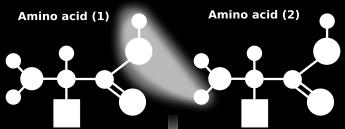 Primarna struktura određena je slijedom kovalentno vezanih aminokiselina.