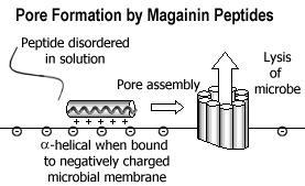 Antimikrobni peptidni mimetici aktivni prema oralnim patogenima Antimikrobni peptidi (AMP) su prirodni antibiotici širokog spektra djelovanja.