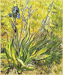 Scheme de culori * culori analoge Pictor: Vincent van Gogh Nume: