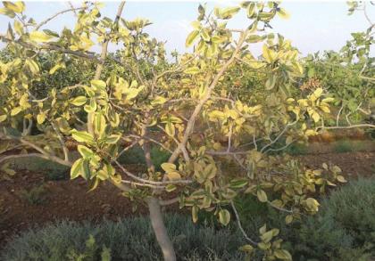 به این پديده اثر عمومی یا اثر اسمزی شوری گفته میشود. در نتیجه اثر اسمزی رشد و توسعه عمومی گیاه و همچنین عملکرد محصول کاهش مییابد )شکل 1 (.