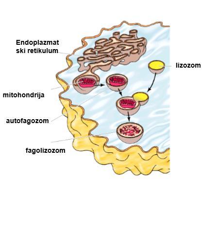 UNUTARĆELIJSKA PROTEOLIZA - LIZOZOMALNA RAZGRADNJA Lizozomi učestvuju u procesu autofagije u kome se unutarćelijske komponente okružuju membranama koje fuzionišu sa lizozomima.