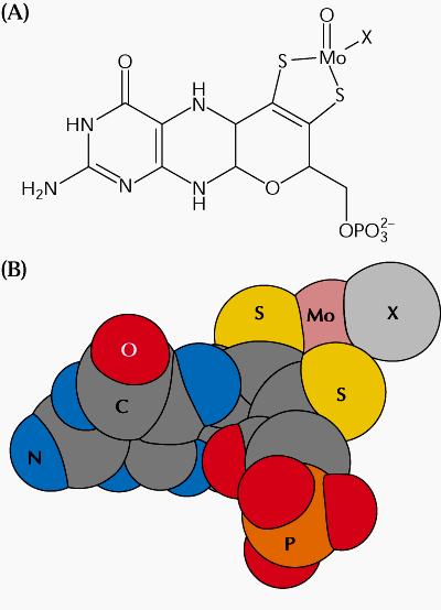 Obe subjedinice nose po 3 različite prostetične grupe: flavin-adenindinukleotid