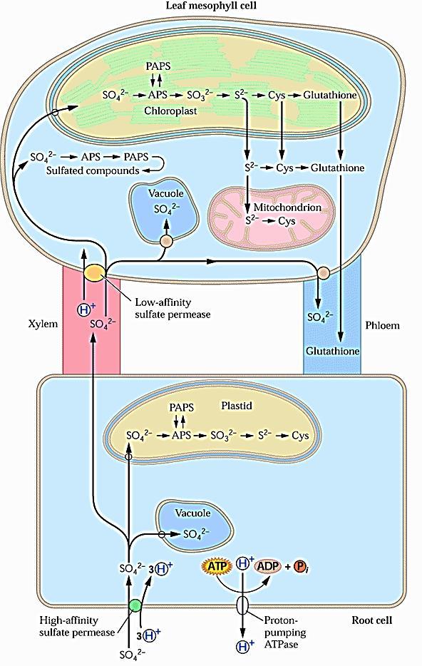 Biološka redukcija sulfata i sulfita Sulfat se redukuje u hloroplastima ćelija lista, kao i u proplastidima ćelija korena. Kod C-4 biljaka glavno mesto redukcije su hloroplasti sare provodnog snopića.