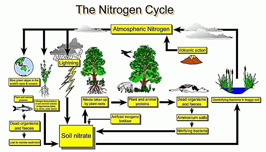 Svi oblici azota se u prirodi neprekidno transformišu jedan u drugi i te promene su povezane u ciklus azota.