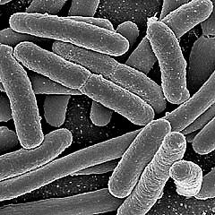 Slobodne bakterije koje fiksiraju azot: Obligatno aerobne bakterije (Azotobacter), koje su dobro prilagodjene za obavljanje fiksacije N 2 i svih drugih funkcija u prisustvu normalne količine O 2 u