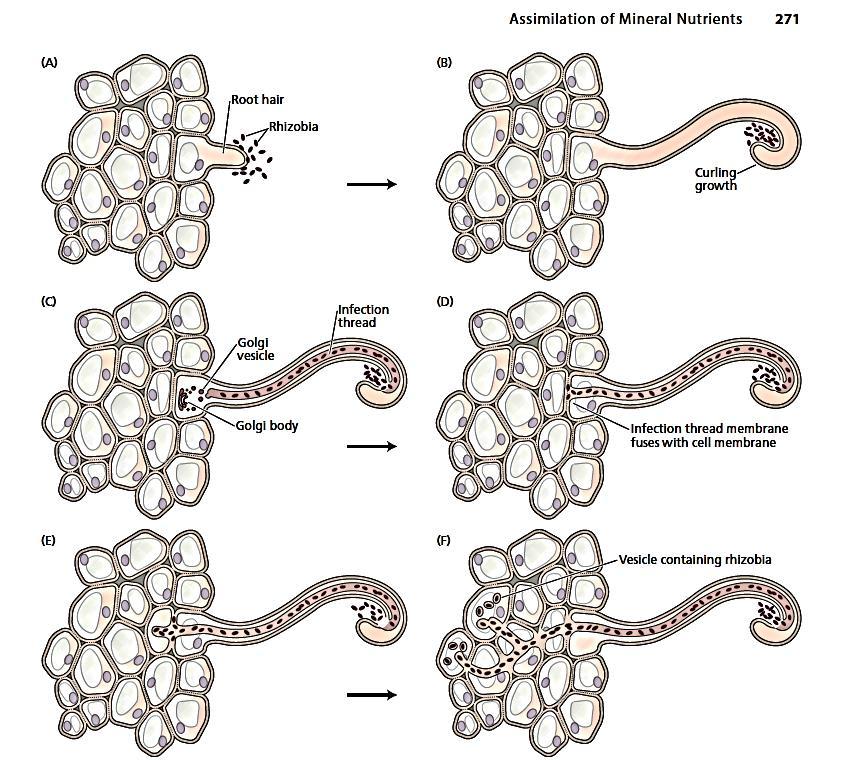 Leguminoze, inficirane rizobijumom razvijaju na korenu krtole, kvržice ili nodule. Proces formiranja simbioze počinje hemotaksijom rizobija ka korenovima biljke domaćina.