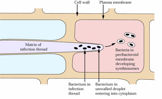 Biljne ćelije luče supstace slične ćelijskom zidu, koje oko bakterija obrazuju tubularni omotač tako počinje formiranje INFEKCIONE niti.