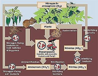 Više biljke dobijaju azot isključivo iz zemljišta na kome žive.