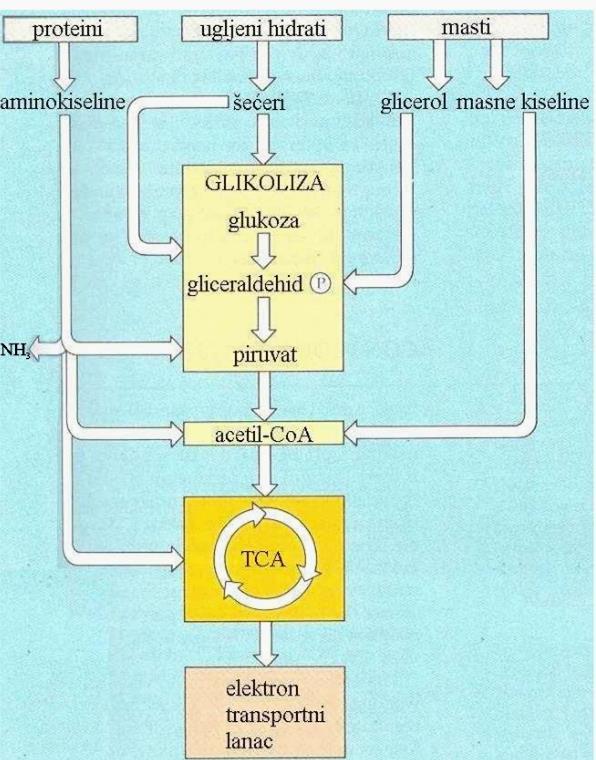 Da bi mogle da se oksidišu skrob i saharoza se prvo razlože do monosaharida, a zatim fosforilišu.