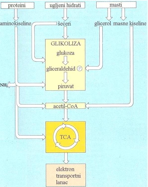Glikoliza Razgradnja glukoze u anaerobnom procesu, deo energije se skladišti u ATP Kod svih organizama Kod aerobnih