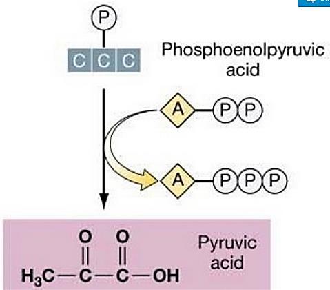 Defosforilacija fosfoenolpirogrožđane kiseline (PEP) u pirogrožđanu kiselinu; odvajanje još jedne fosfatne grupe i prenošenje na drugi ADP i sinteza drugog molekula ATP-a (supstratna fosforilacija).