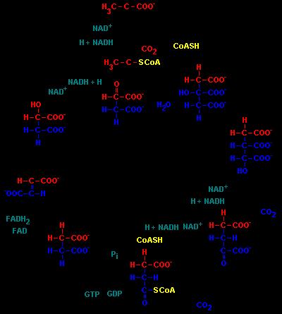 Tri ugljenika ulaze u ciklus (kao pirogrožđana kiselina), a pojavljuje se 3 CO 2.