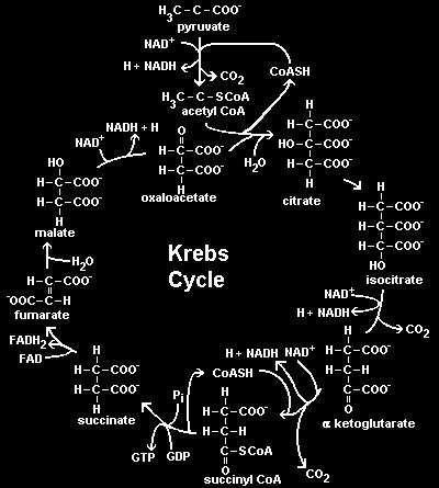 koji ponovnm oksidacijom u završnom stupnju disanja daju ATP. Svi ugljovodonici su oksidovani u CO 2.