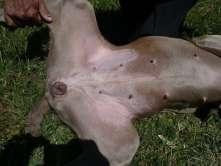 , ženka Weimaraner, alergija na govedinu 8 tjedana hidrolizirani