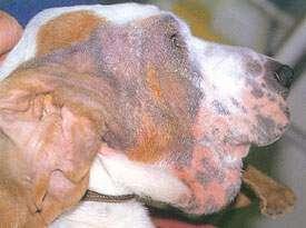 intermedius) Imunomodulatori - Cyclosporine Atopica* nuspojave probava, gingivalna hiperplazija,