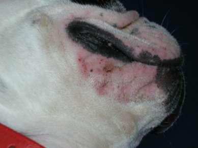 Francuski buldog Dr L.