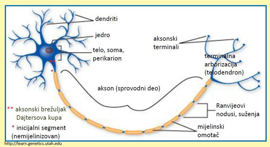 Neuron