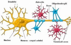 Neuroglija Vrste ćelija: Astrociti Oligodendroglija Mikroglija Uloga: Spaja CNS u celinu Čini hemijski pufer koji izoluje neurone od ostalih delova tela, omogućavajući im
