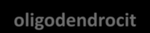 RNA, ribozomi